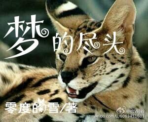 The End of Cat Warrior Dreams